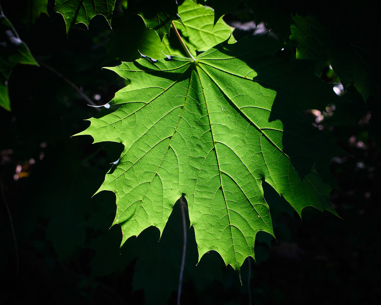 A bright green maple leaf.